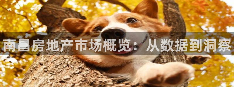 新宝5登录霸：南昌房地产市场概览：从数据到洞察