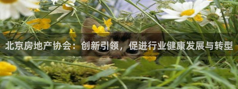 新宝5上来77542：北京房地产协会：创新引领，促进行业健康