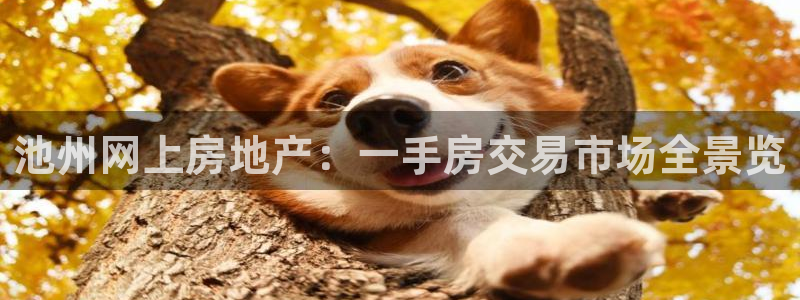 新宝5测速下载：池州网上房地产：一手房交易市场全景览